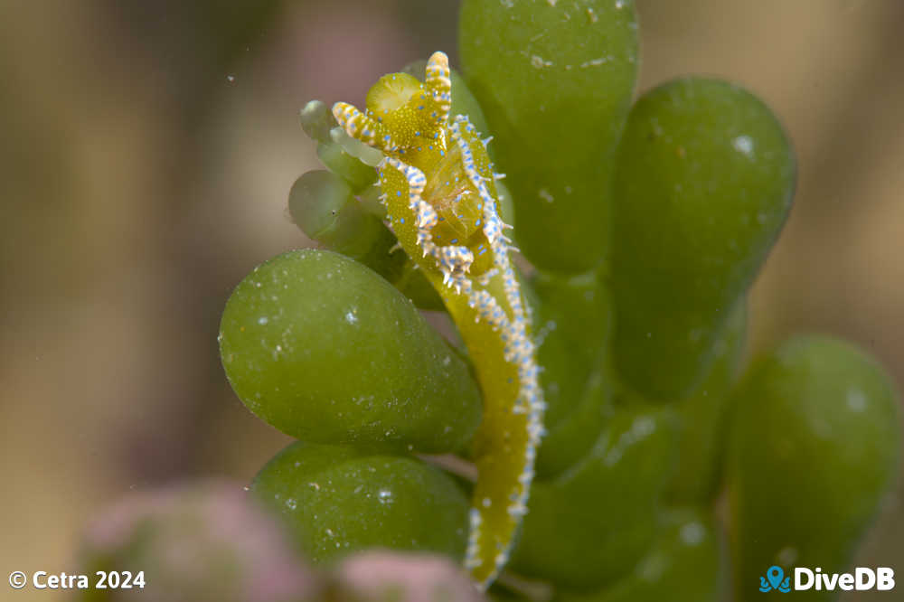 Photo of Dinosaur Nudi at Edithburgh Jetty. 