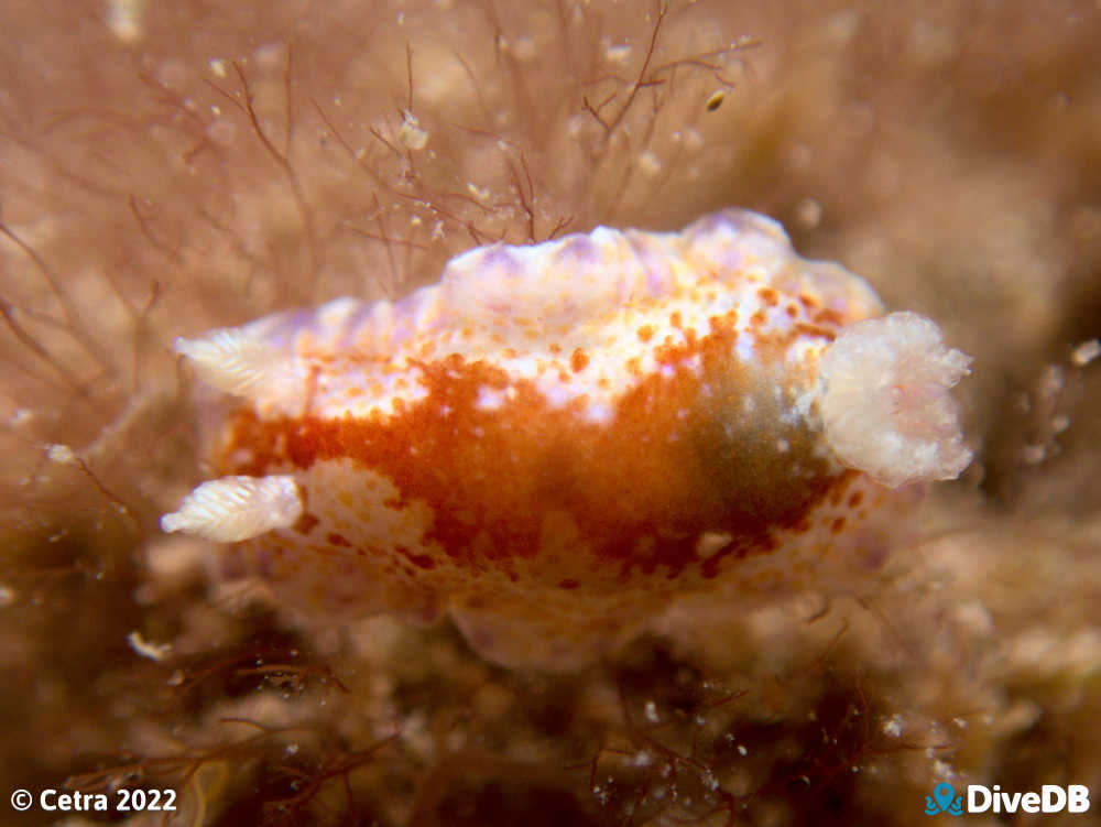 Photo of Chromodoris alternata at Port Noarlunga Jetty. 