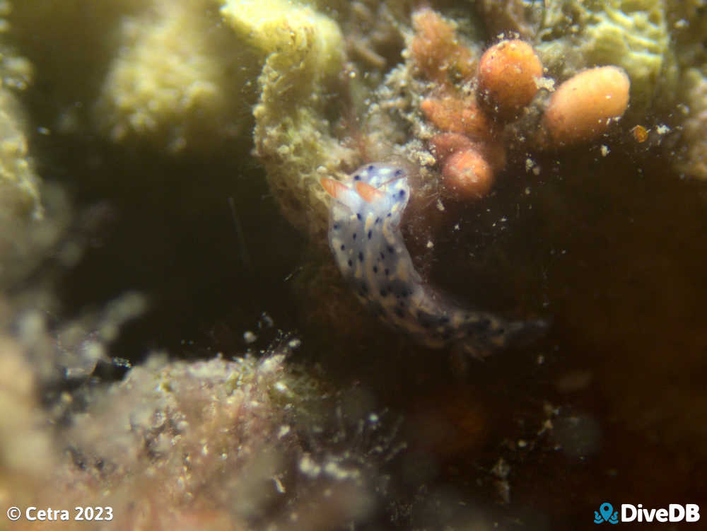 Photo of Salt and Pepper at Port Hughes Jetty. 