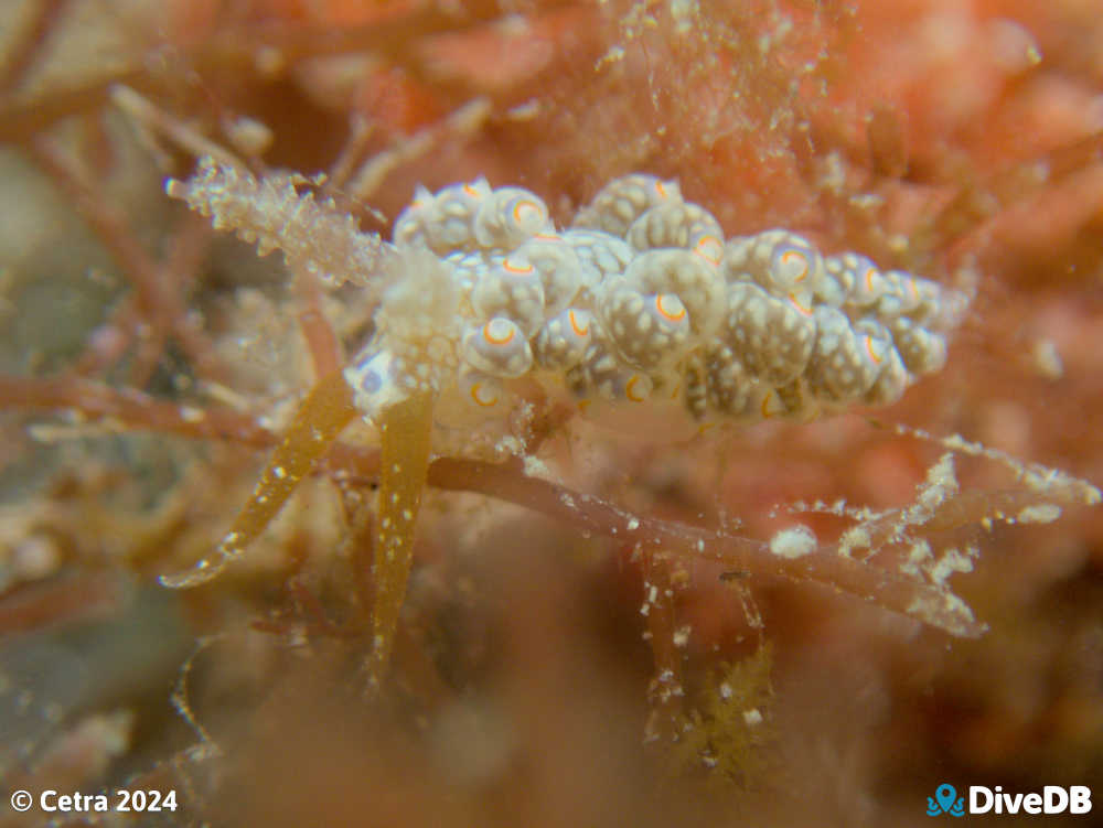 Photo of Beolidia australis at Port Noarlunga Jetty. 