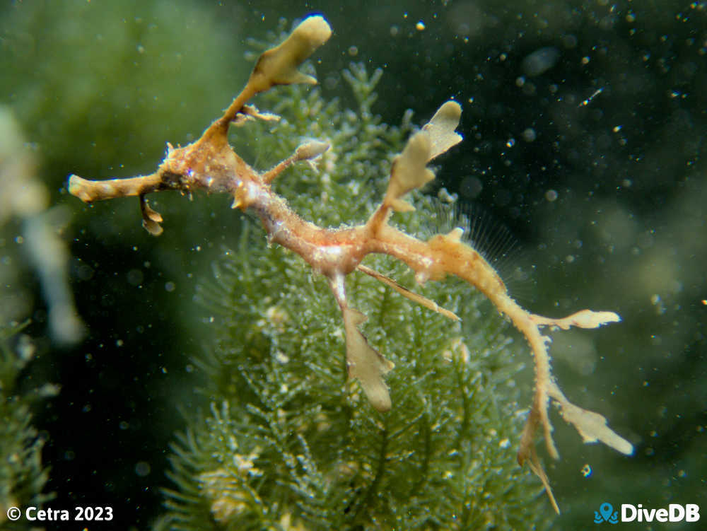 Photo of Weedy Seadragon at Port Victoria Jetty. 