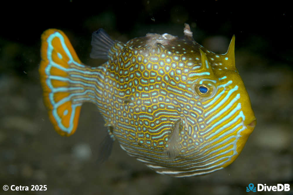 Photo at Port Noarlunga Jetty. 