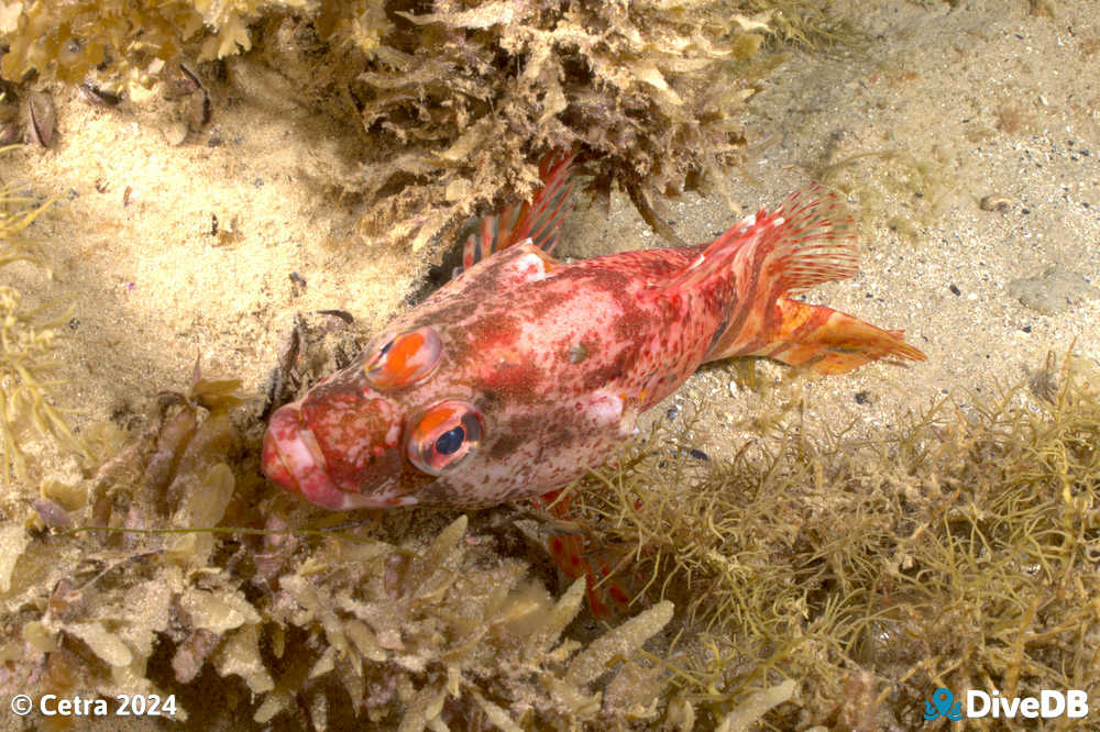 Photo at Port Noarlunga Jetty. 
