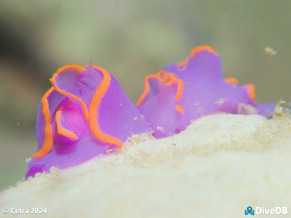 Photo of Batwing Slug at Port Noarlunga Jetty. 