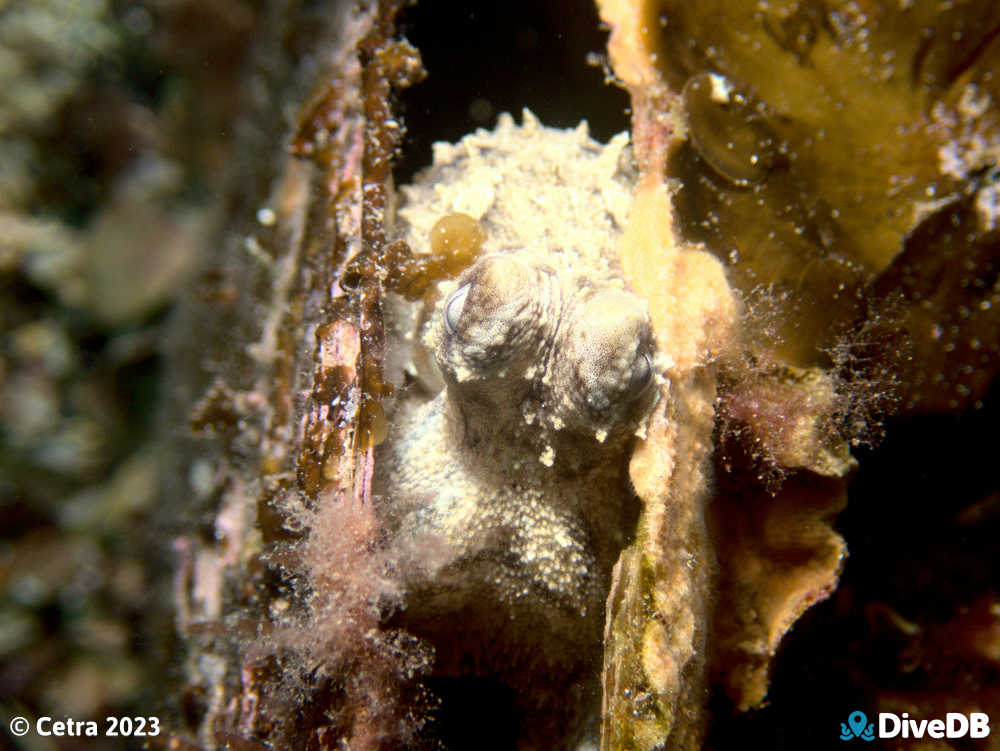 Photo of Octopus at Port Hughes Jetty. 