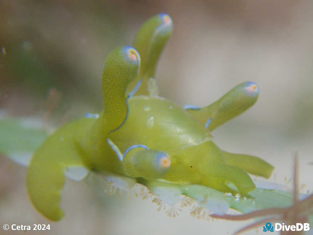 Photo of Flubber at Port Noarlunga Jetty. 