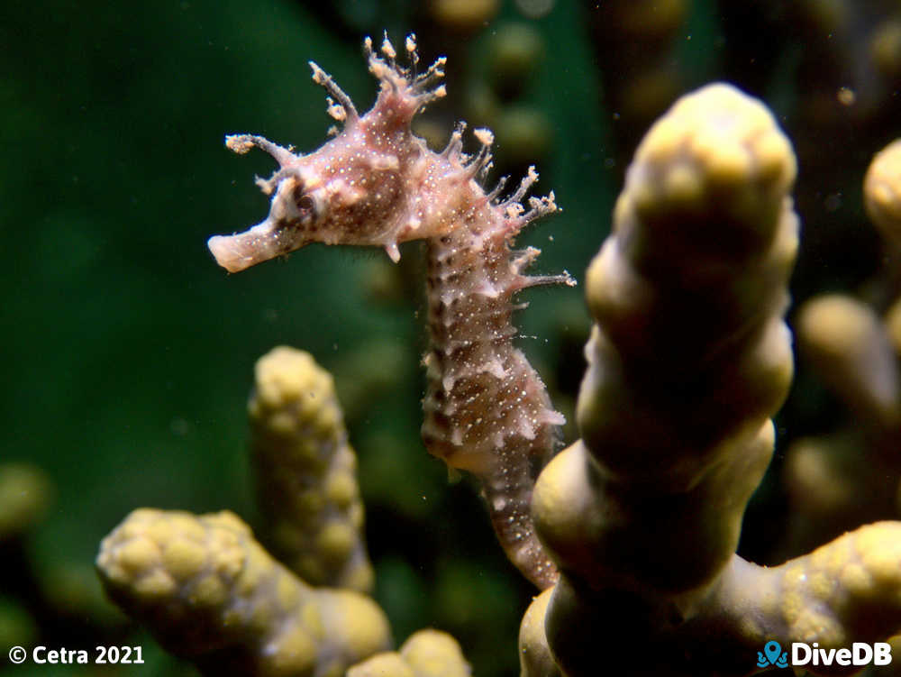 Photo of Shorthead Seahorse at Edithburgh Jetty. 