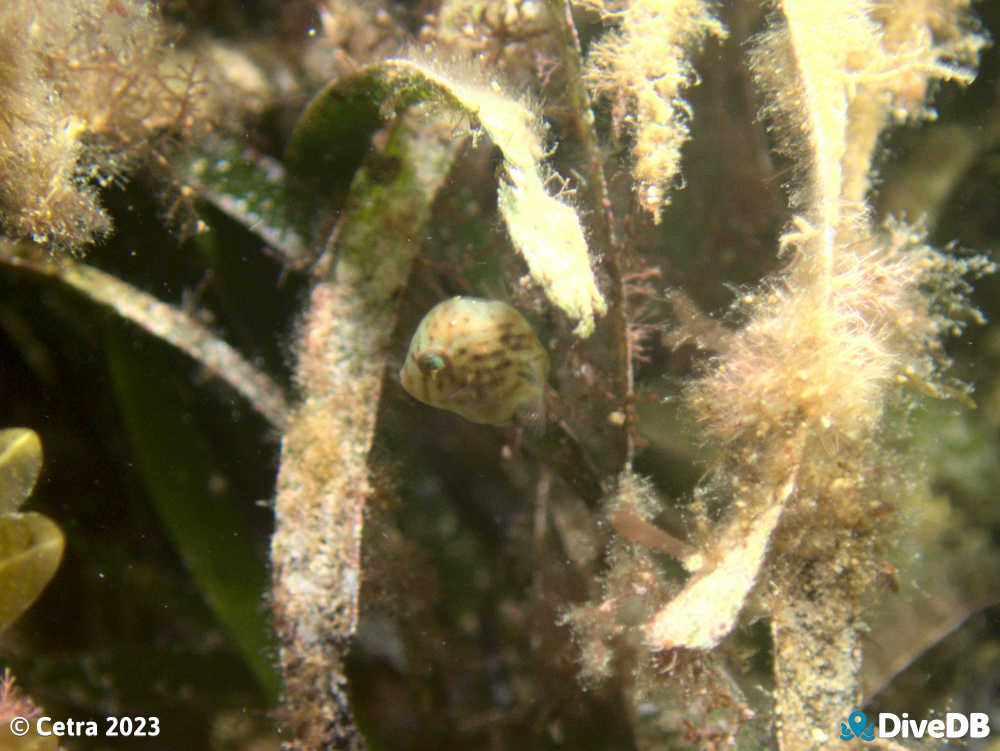 Photo of Southern Pygmy Leatherjacket at Port Hughes Jetty. 