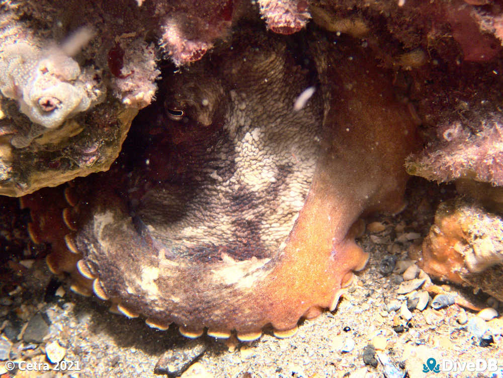 Photo of Octopus at Edithburgh Jetty. 