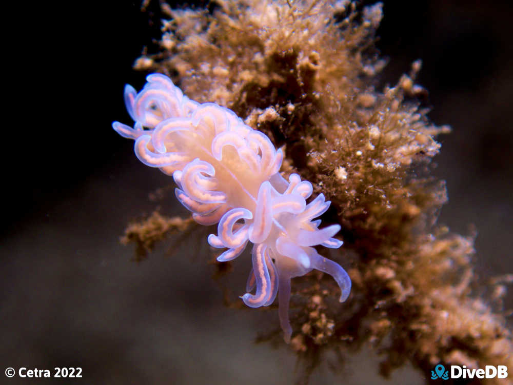 Photo of Phyllodesmium serratum at Little Goose Island. 