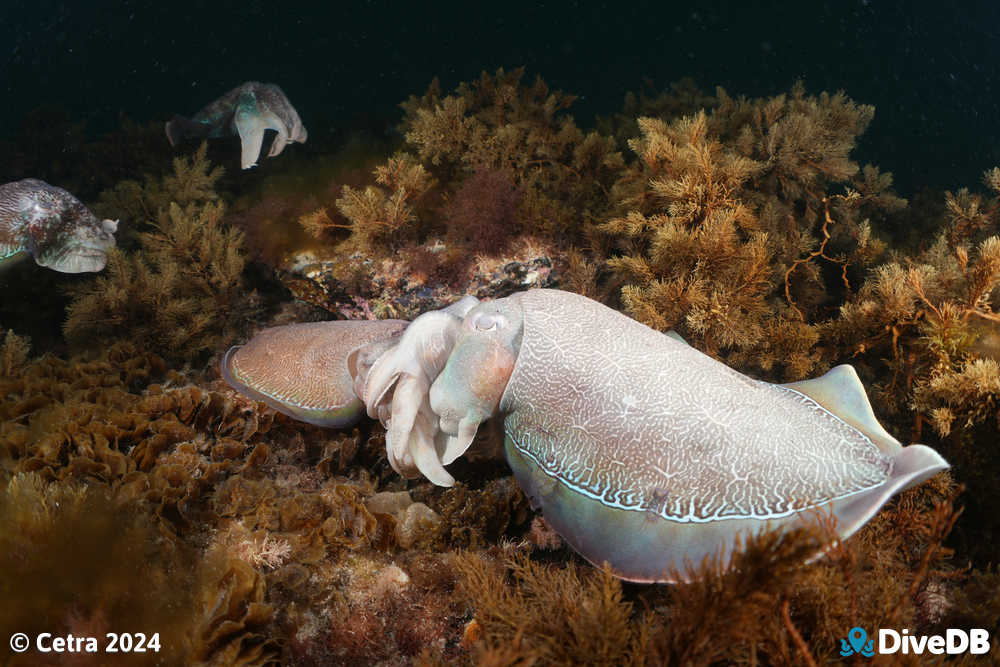 Photo at Whyalla Cuttlefish. 