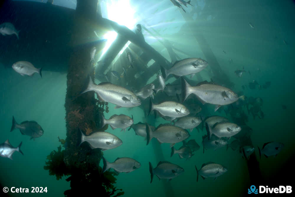 Photo at Port Noarlunga Jetty. 