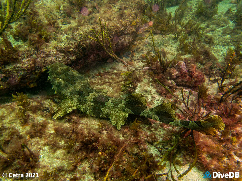 Photo of Wobbegong at Klein Point. 