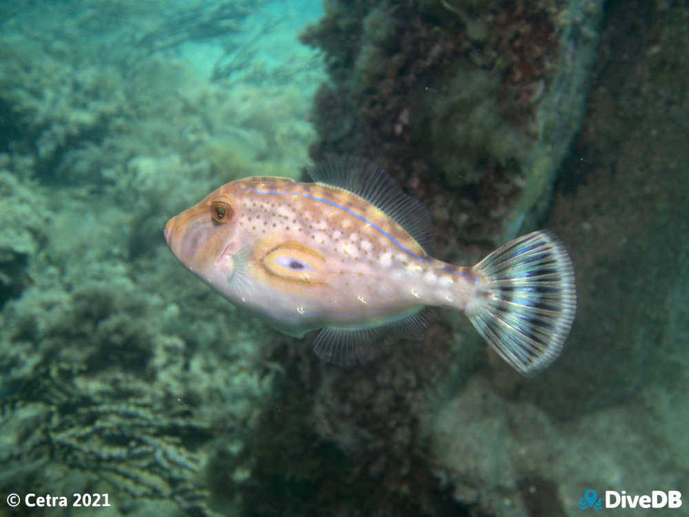 Photo of Horseshoe Leatherjacket at Rapid Bay. 