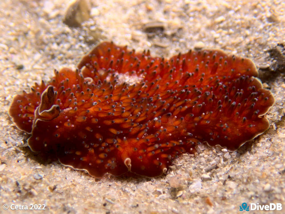 Photo of Cat's tongue at Port Noarlunga Jetty. 