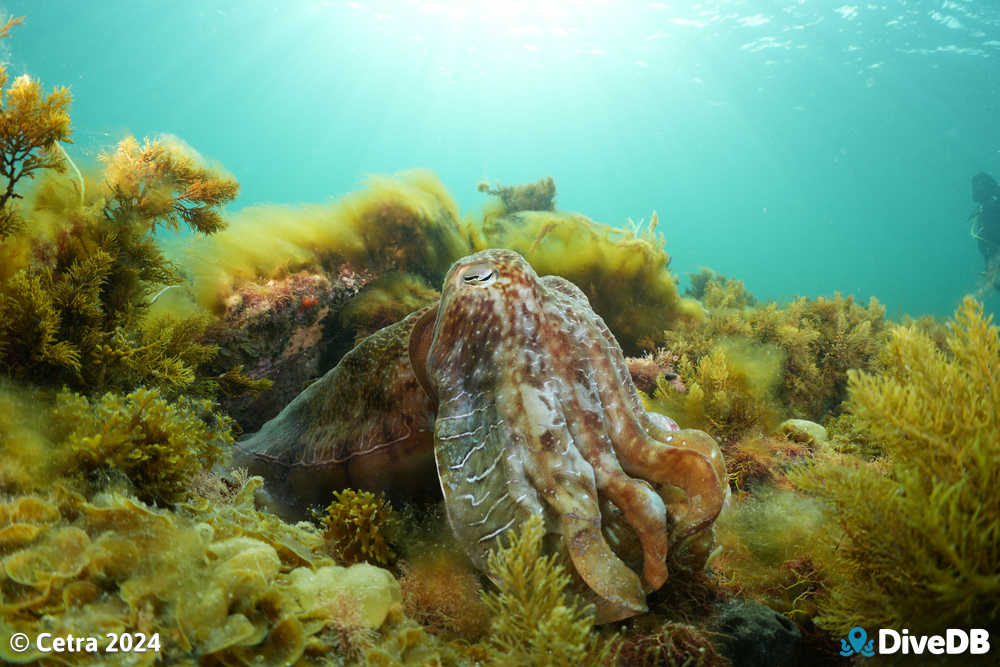 Photo at Whyalla Cuttlefish. 