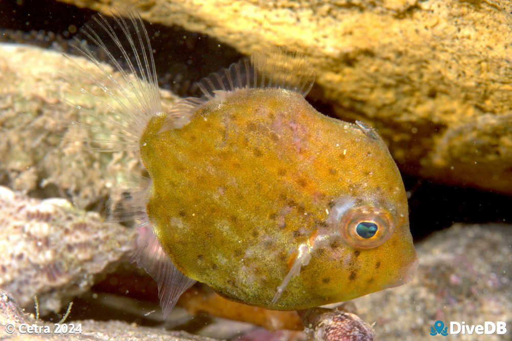 Photo at Port Noarlunga Jetty. 