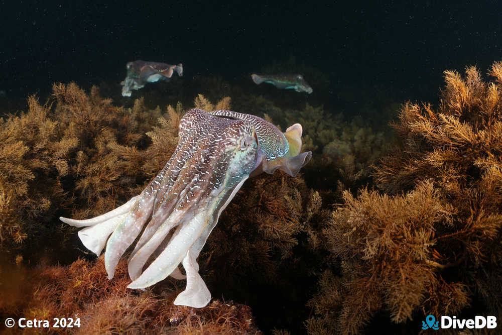 Photo at Whyalla Cuttlefish. 