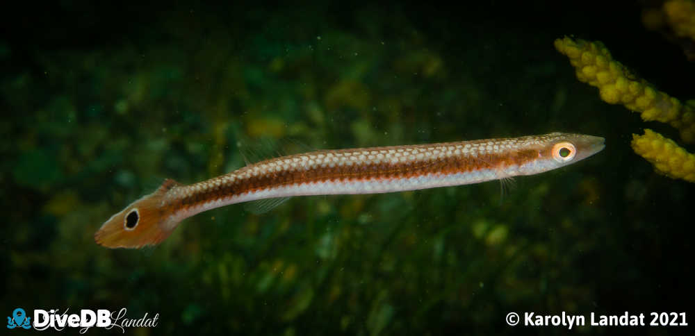 Photo of Pencil Weed Whiting at Rapid Bay. 