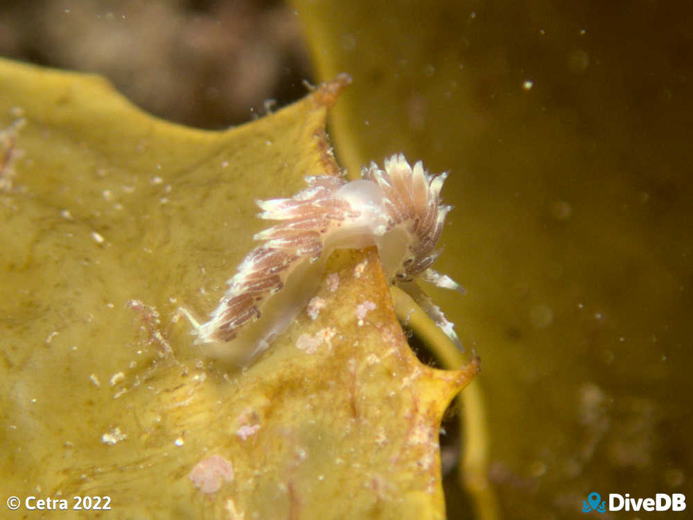 Photo of Facelina sp.3 at Port Noarlunga Jetty. 