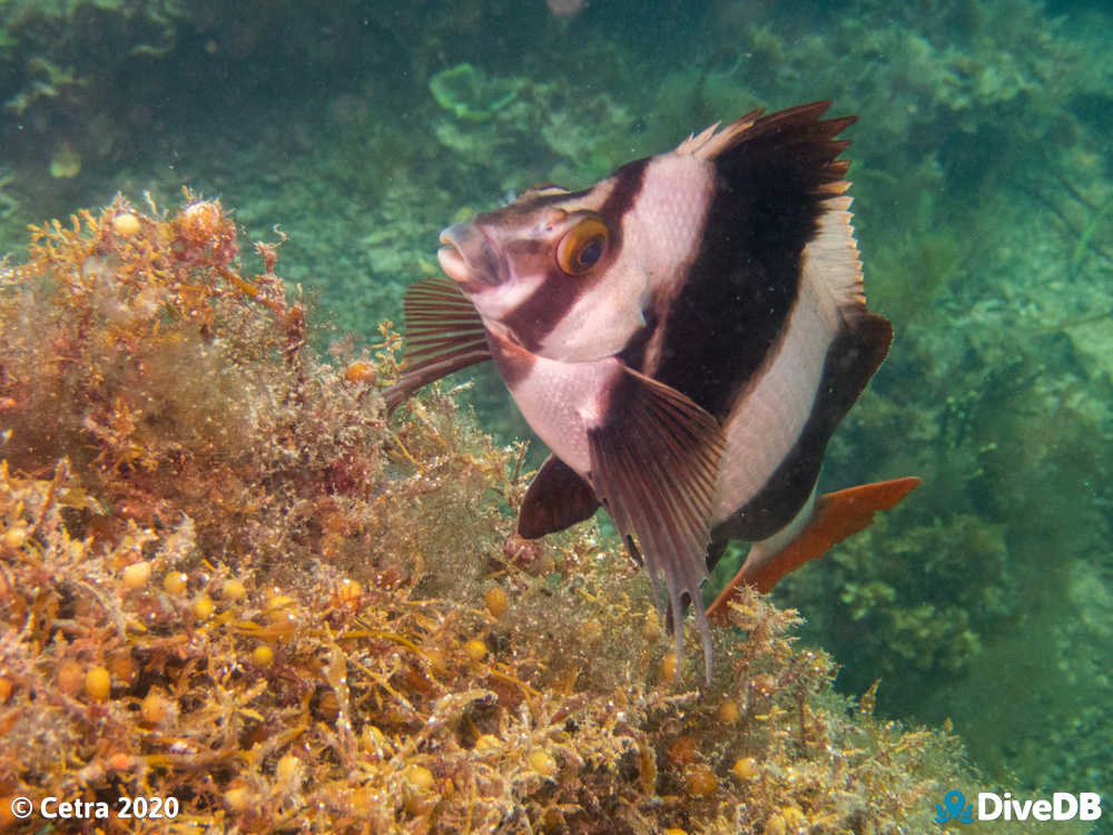 Photo of Magpie Perch at Rapid Bay. 