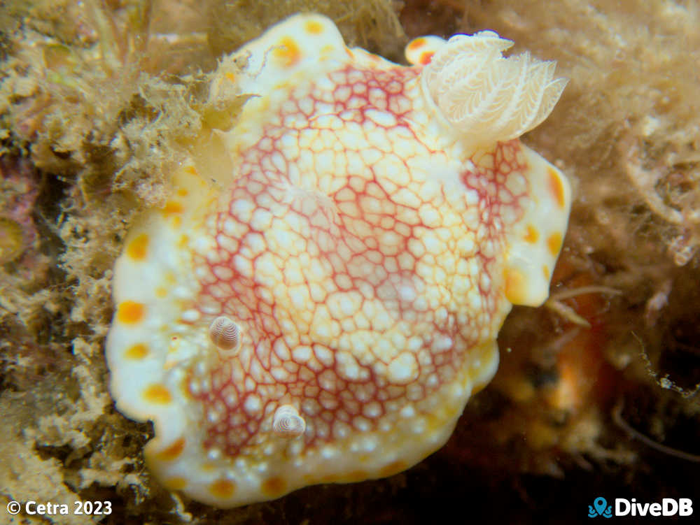 Photo of Brain Nudi at Leather Jacket Alley. 