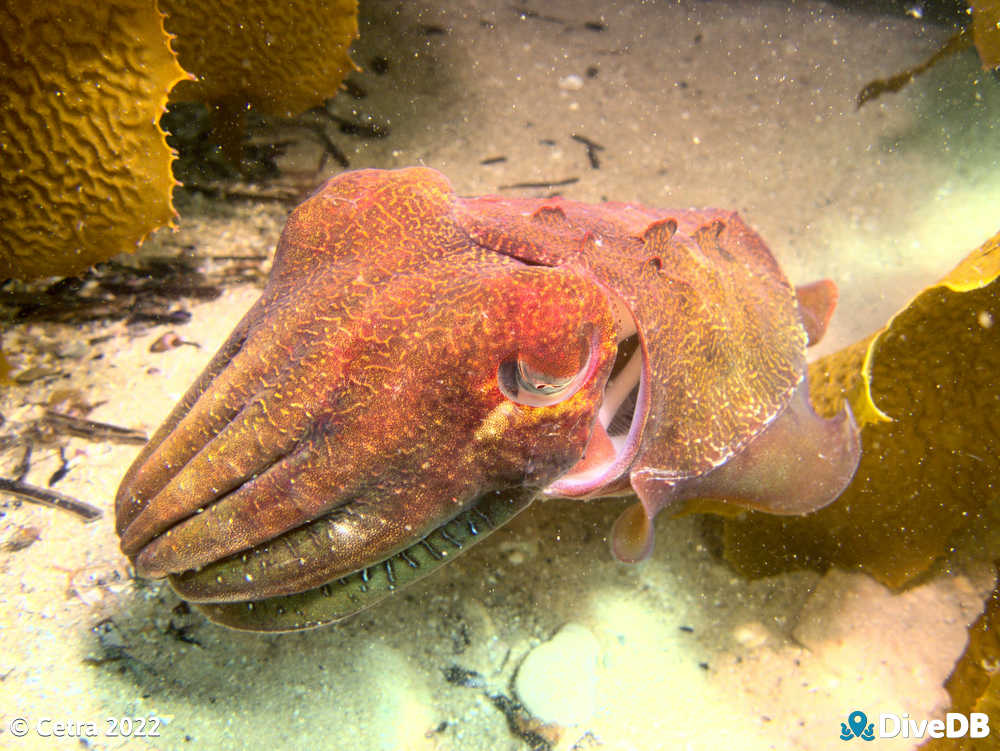 Photo of Cuttlefish at Port Noarlunga Jetty. 