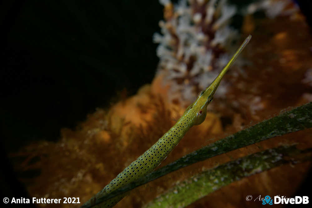 Spotted Pipefish