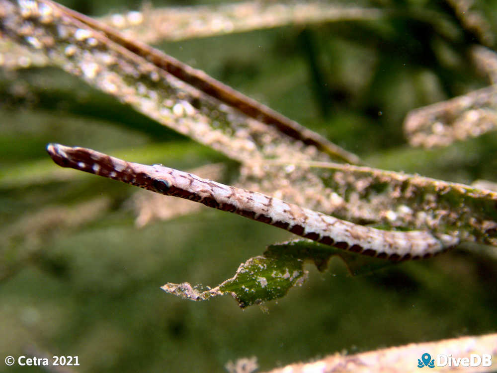 Photo of Gulf Pipefish at Edithburgh Jetty. 