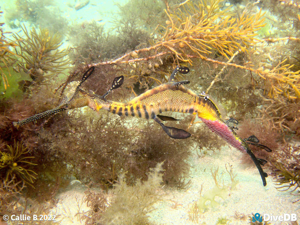 Photo of Weedy Seadragon. 