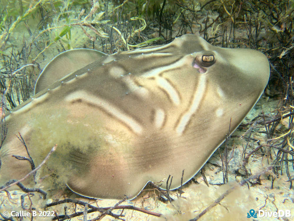 Photo of Fiddler Ray at Rapid Bay. 