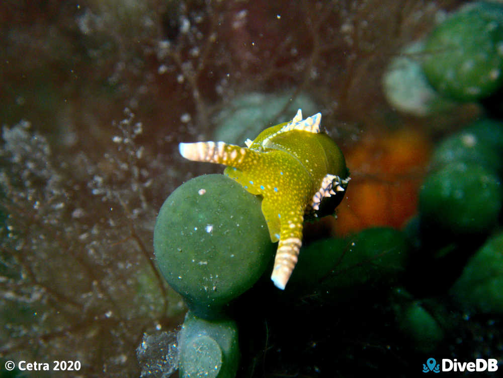 Photo of Dinosaur Nudi at Edithburgh Jetty. 