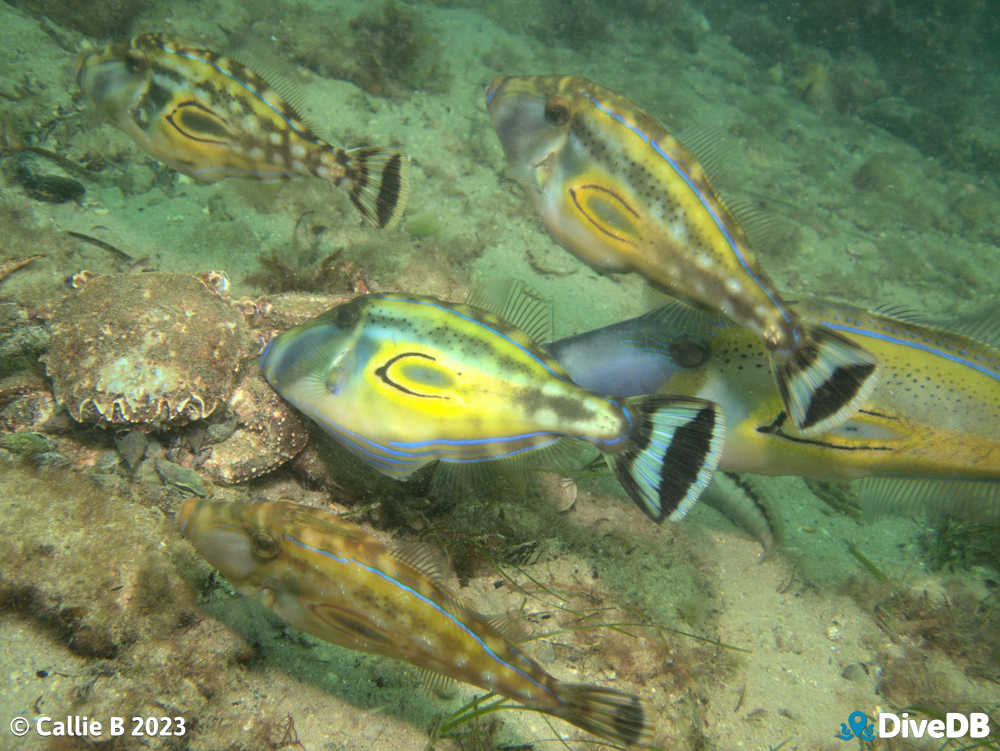 Photo of Horseshoe Leatherjacket at Port Noarlunga Jetty. 