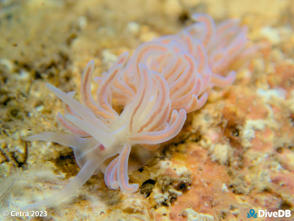 Photo of Phyllodesmium serratum at Port Victoria Jetty. 