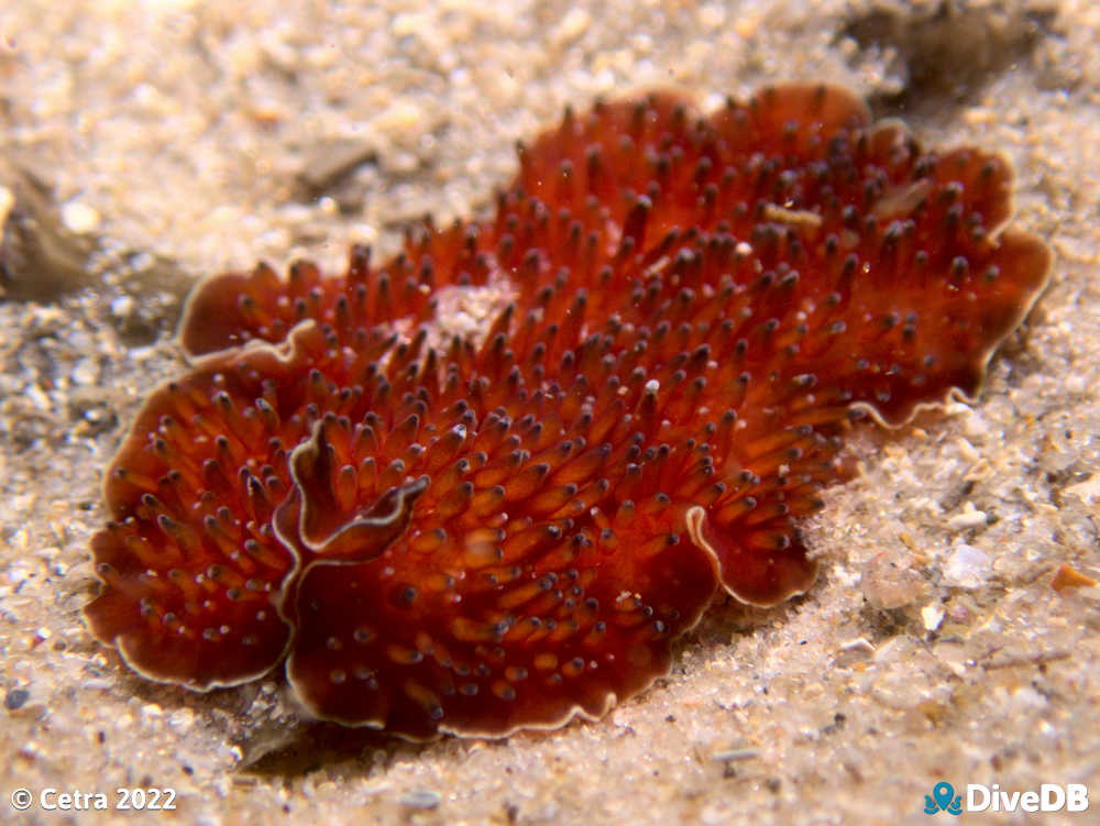 Photo of Cat's tongue at Port Noarlunga Jetty. 