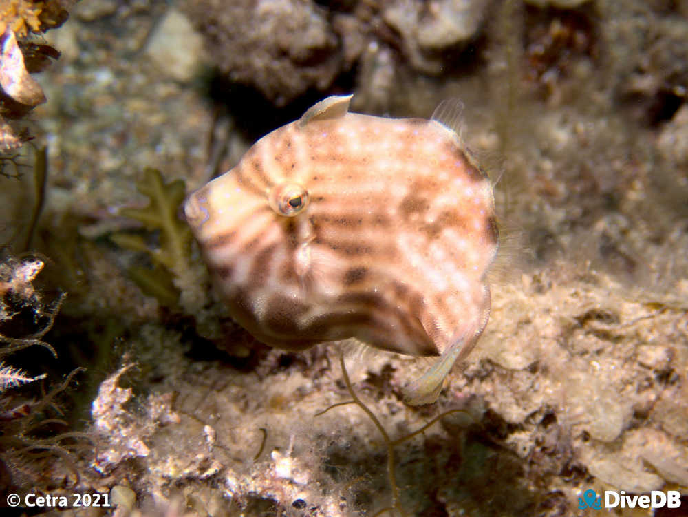 Photo of Southern Pygmy Leatherjacket at Rapid Bay. 