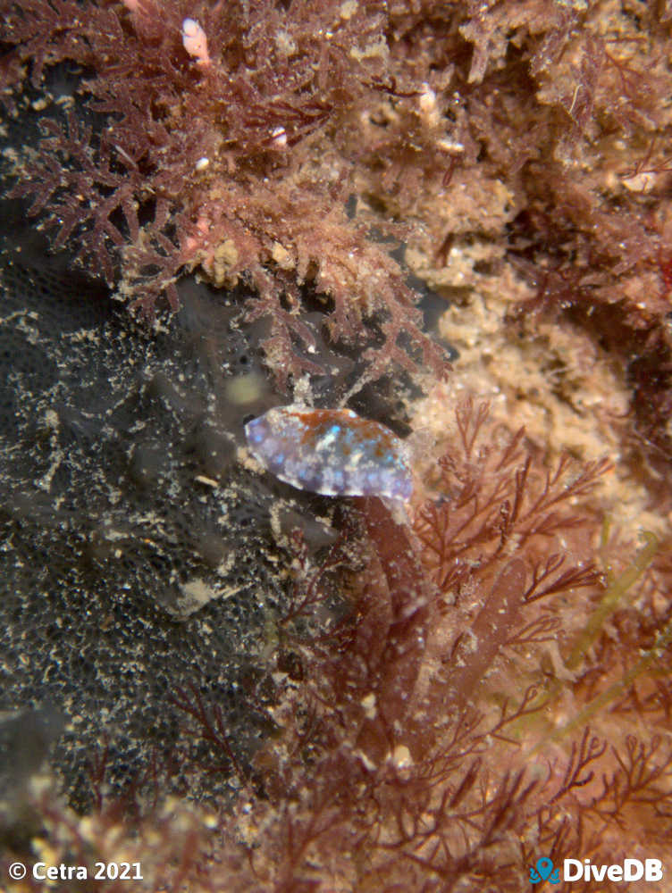 Photo of Chromodoris alternata at Port Noarlunga Jetty. 