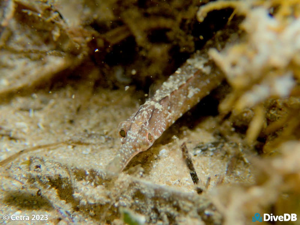 Photo of Port Phillip Pipefish at Port Noarlunga Jetty. 