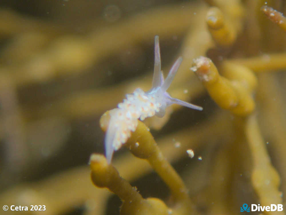 Photo of Flamboyant at Port Noarlunga Jetty. 