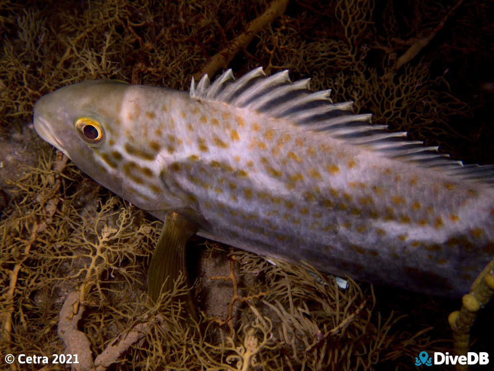 Photo of Dusky Morwong at Port Noarlunga Jetty. 