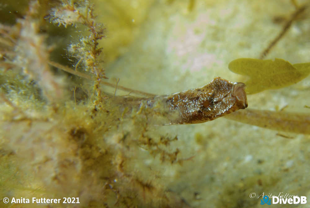 Photo of Rhino Pipefish. 