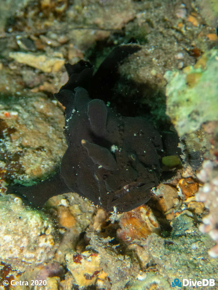 Photo of Angler Fish at Edithburgh Jetty. 