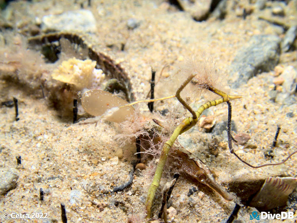 Photo of Port Phillip Pipefish at Rapid Bay. 