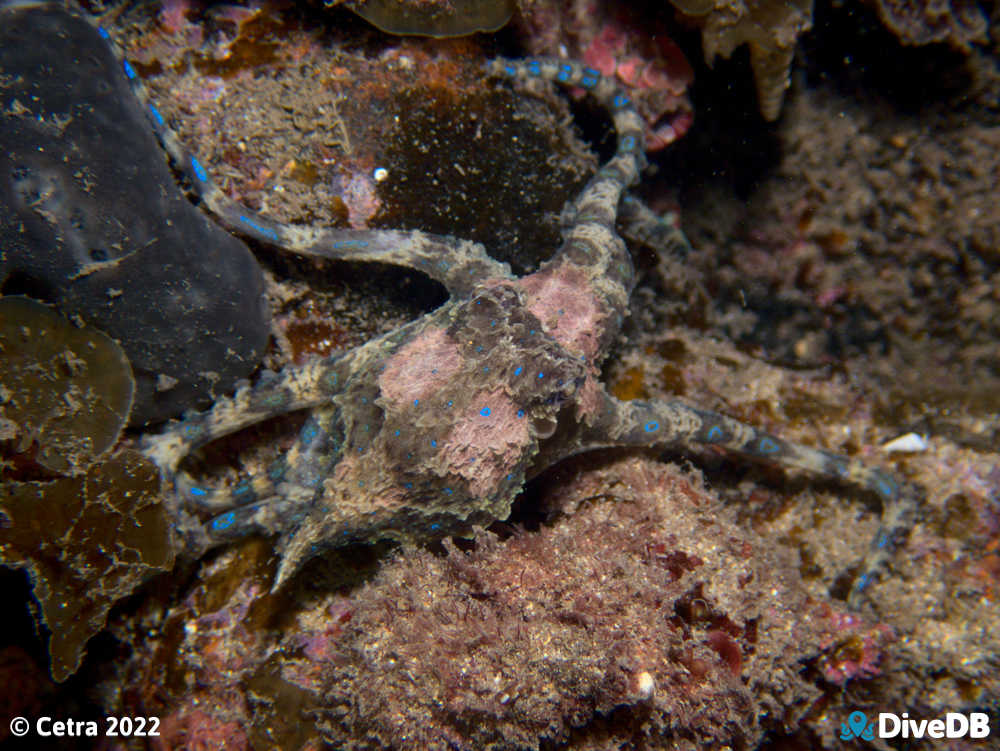 Photo of Blue Ring at Edithburgh Jetty. 