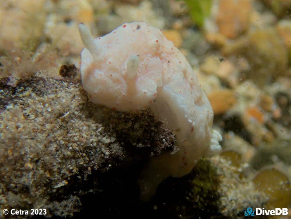 Photo of Goniobranchus epicurius at Edithburgh Jetty. 