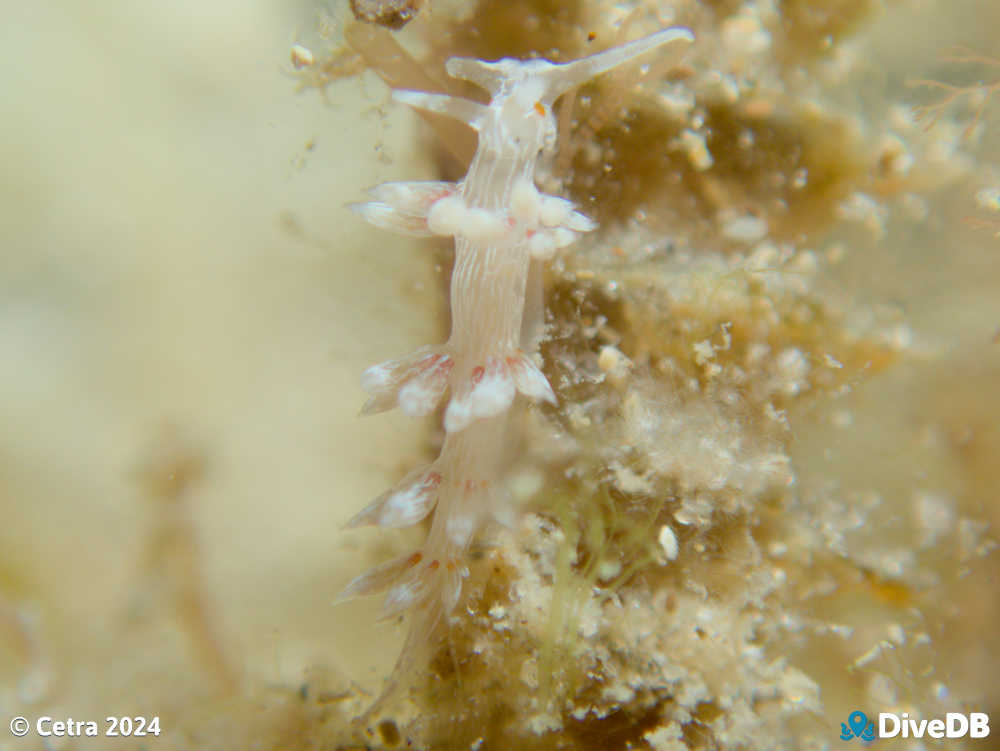 Photo of Createna lineata at Port Noarlunga Jetty. 