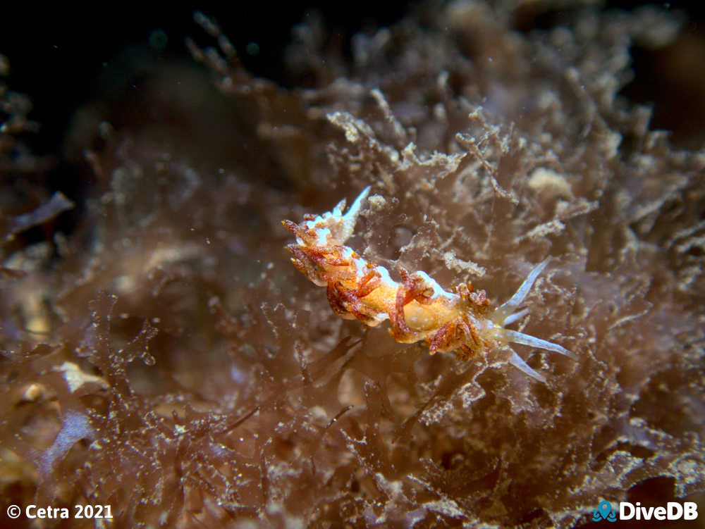 Photo of Tularia bractea at Edithburgh Jetty. 