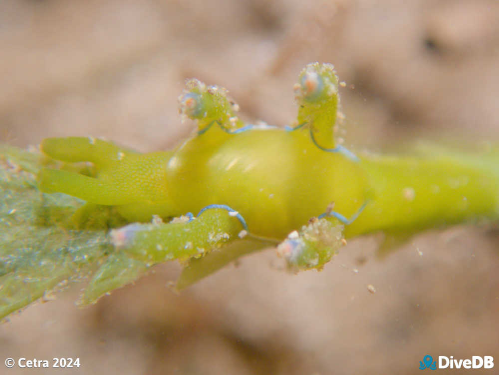 Photo of Flubber at Port Noarlunga Jetty. 