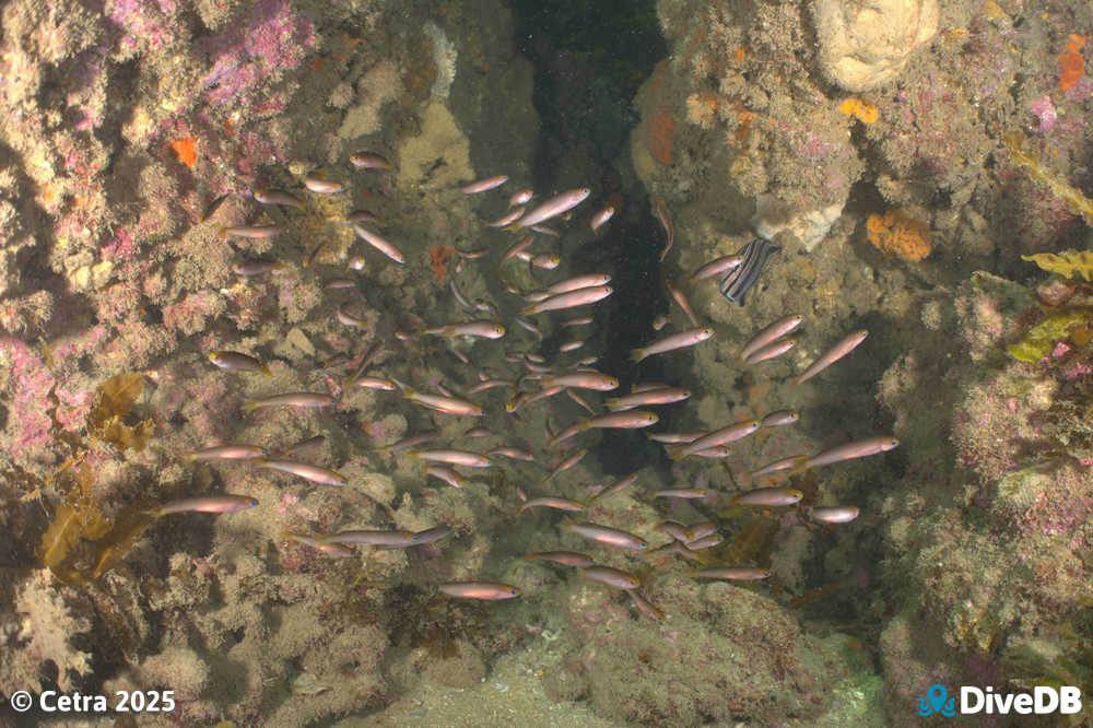 Photo at Aldinga Pinnacles. 