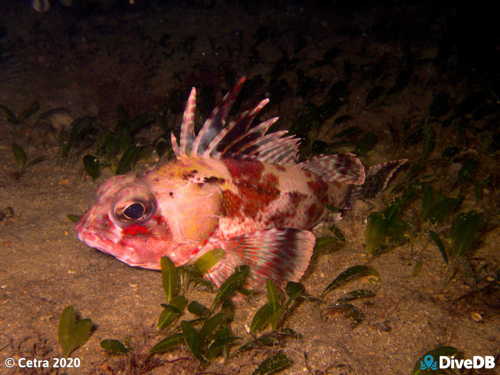 Photo of Gurnard Perch at Glenelg Dredge. 